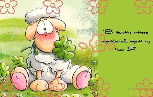 Фото White_sheep