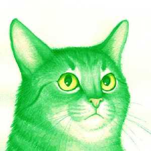 Фото supercat