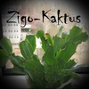 Zigo-Kaktus
