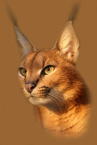 Фото Caracal
