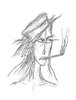 Ayris