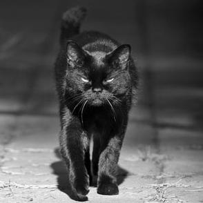 Фото BlackCat72