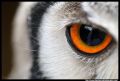 Фото NightOwl