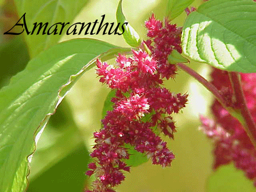 Amarus_Amor